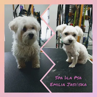 Emilia Jasińska Spa dla Psa